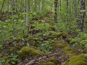 Gorsingelund maj 2019 Naturreservatet Gorsingelund i Strängnäs kommun har sitt ursprung i en ek- och lindhage som efter år av igenväxning fått...