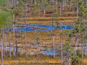 Hamra nationalpark aug-sept 2021 Hamra nationalpark i Hälsingland ligger i ett vågigt urbergslandskap med mjuka berg. Nationalparken är 1383 hektar stor...