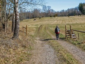 Herrhöknanäs naturreservat 2020 Utflykt 11 april 2020. Herröknanäs är ett naturreservat vid södra sidan om sjön Misteln i Gnesta kommun.