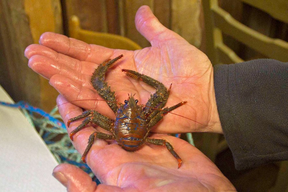 Trollhummer Trollhumrar (Galatheidae) är en familj av marina kräftdjur. Trollhumrar är trots sitt namn inte närmare besläktade med humrar, utan närmast med porslinskrabbor och eremitkräftor. Trollhumrar har en ganska platt kropp och bär stjärten invikt under kroppen. Deras sista benpar är starkt tillbakabildat och extremiteterna som bär klorna är jämförelsevis långa. Trollhumrar är bottenlevande och vanligen nattaktiva. Deras föda består av olika organiska partiklar som de hittar på havsbotten och av as. I svenska vatten förekommer trollhumrar av släktena Galathea, Munida och Munidopsis, där den största arten är Galathea strigosa (kallad vanlig trollhummer eller stor trollhummer) och den minsta arten är Galathea intermedia. Förutom G. strigosa och G. intermedia förekommer ytterligare tre trollhumrar av släktet Galathea i svenska vatten, Galathea squamifera, Galathea nexa och Galathea dispersa och av släktet Munida finns tre arter, Munida rugosa, Munida sarsi samt Munida tenuimana och av släktet Munidopsis finns en art, Munidopsis serricornis.