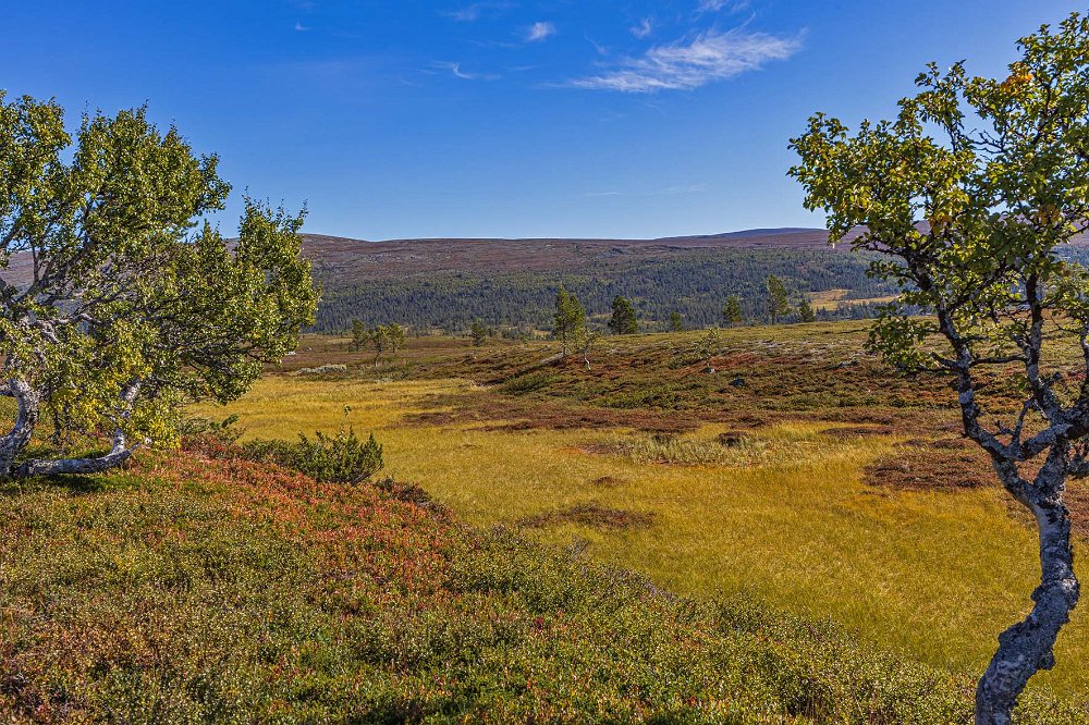 Silverfallet 7,2 km Myrmark i början av Grövlans dalsänka. I bakgrunden norska gränsfjällen.