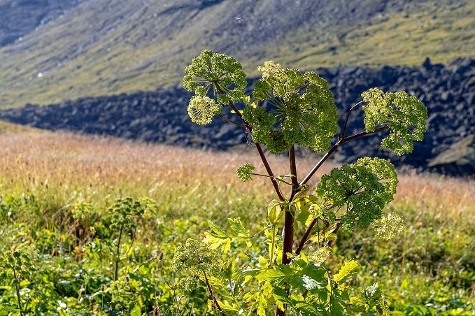 Fjällkvanne Fjällkvanne (Angelica archangelica) vid leden mot Trollsjön; växer i Nordens fjälltrakter och blommar en månad senare än strandkvanne, mellan juli och augusti....