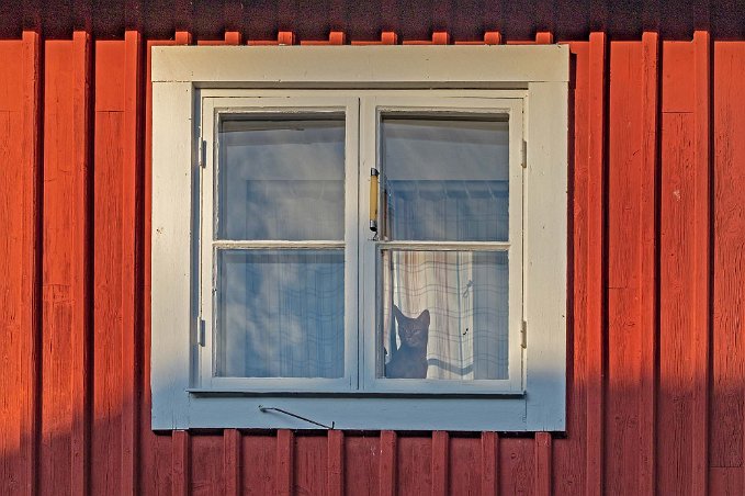 Juzzi i fönstret Juzzi spanar ut genom köksfönstret i Vilhelmina kyrkstad.