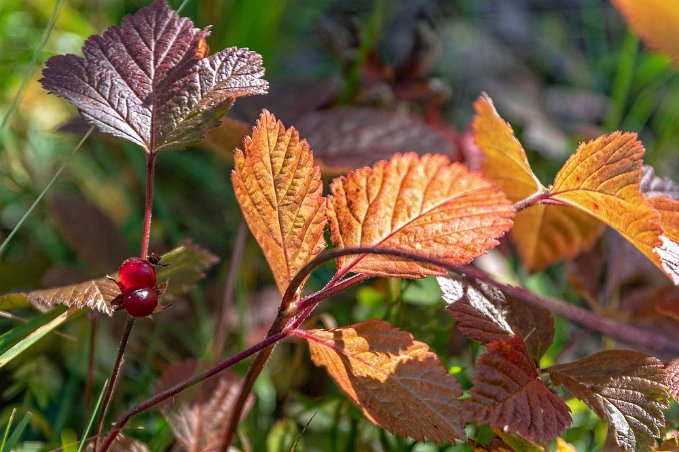 Stenbär Stenbär (Rubus saxatilis) är en ört i hallonsläktet. Plåtad vid vandringsleden mot Öjönån.