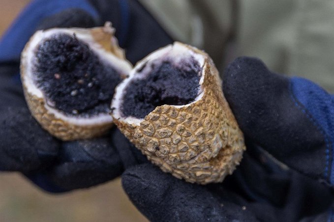 Gul rottryffel Gul rottryffel (Scleroderma citrinum) på Marviksleden. Rottryfflarna kan ge magsmärtor och illamående. Rottryffeln får man plocka till skillnad från de ätliga...