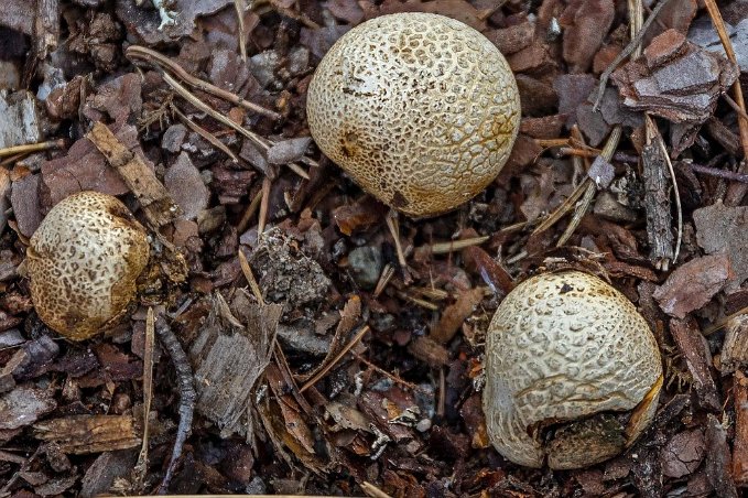 Gul rottryffel på leden Gul rottryffel (Scleroderma citrinum) på Marviksleden.