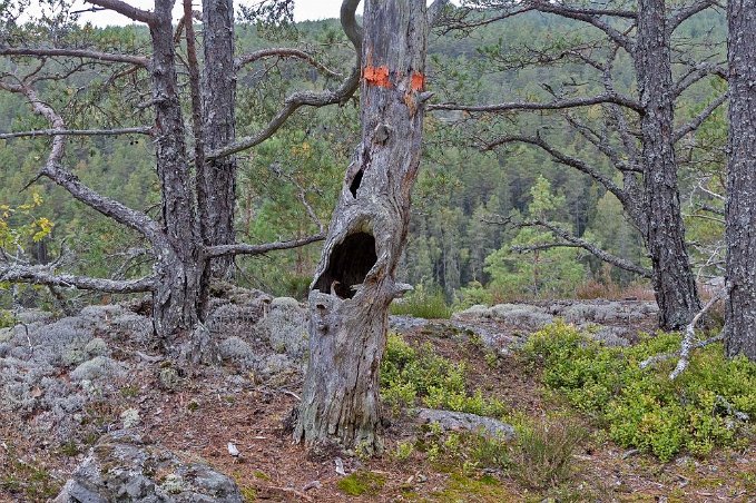 Trädmonster 210919-2 Träödmonster med plats för dryck och mycket annat...