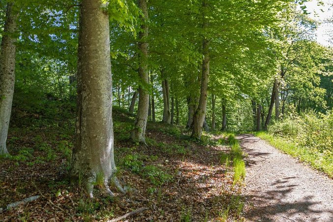 Engelska parken Bokträd i Engelska parken.