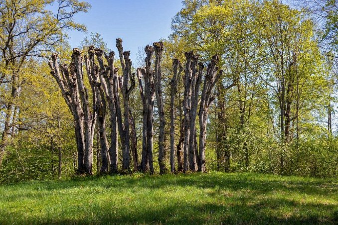 Engelska parken Lövdunge, än så länge utan löv.
