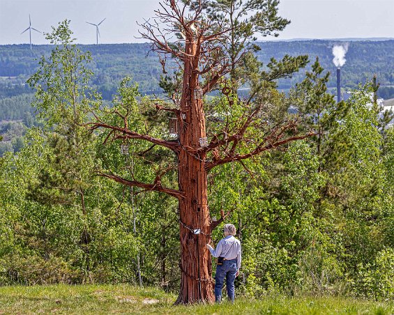 Kvantorpshögren Yggdrasil av Cecilia Jansson och interner på Kumlaanstalten (2015).Teknik metall. Cecilia Jansson har under flera år varit anställd för att driva konstprojekt...