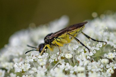 Bladstekel i Eldsund