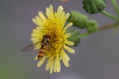 Flyttblomfluga