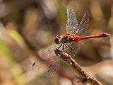 Fiskarhagstorpet  Blodröd ängstrollslända (Sympetrum sanguineum)  flyger gärna vid stillastående och långsamt rinnande vatten, samt vid dammar och diken. Det är en vanlig art som finns från Skåne i söder upp till Dalarna och Gästrikland. Hanen är intensivt röd medans honan är mera orange. Benen är helsvarta, liknande art som också har svarta ben är Svart ängstrollslända. Vingarna är genomskinliga och längst ut på vingarna har den vingmärken som är mörk i mitten och ljusare brunrött i kanterna.