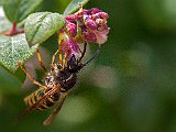 Geting i buskblomma 120805