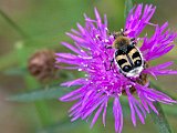 Humlebagge  Humlebagge (Trichius fasciatus) är en skalbagge som tillhör ordningen bladhorningar. Längd 10-16 mm. Ses ofta på blommor såsom älgört, vildros, tistlar och flockblommiga växter där den äter pollen. Larven lever i murket trä, ofta i björk.