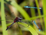 Nordisk kärrtrollslända (Leucorrhinia rubicunda J-torp