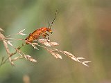 Prästbagge (Rhagonycha fulva)jpg
