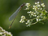 Sjöflickslända (Enallagma cyathigerum) J-torp