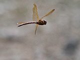 Slända flygande