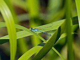Spjutflickslända (Coenagrion hastulatum) Johannistorp