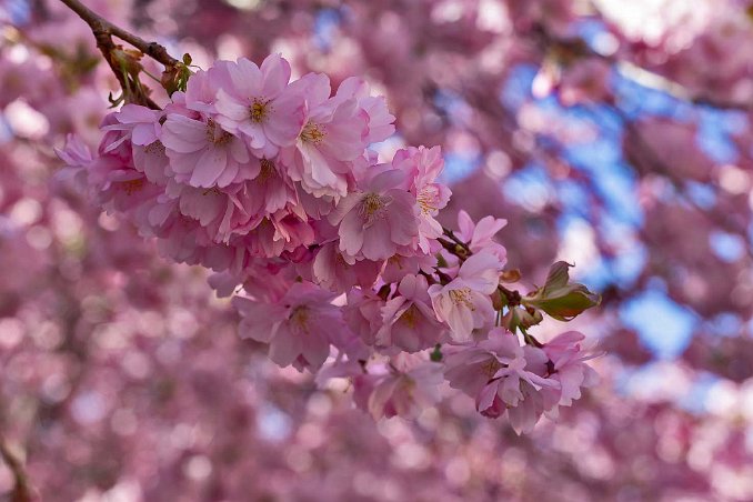 Vårblomning i Kungsträdgården Närstudie av blommande körsbärsträd i Kungsträdgården.