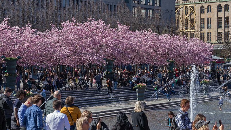 Blommande körsbärsträd De blommande körsbärsträden i Kungstgrädgården är varje år ett populärt fotomål.