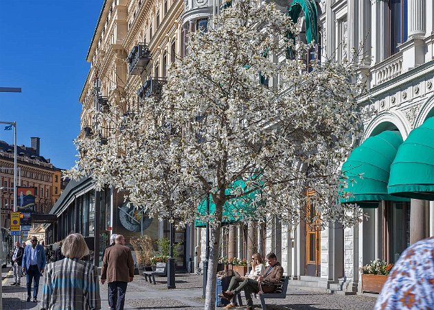 Vårblommande träd Vårblommande träd i Södra Blasieholmshamnen.