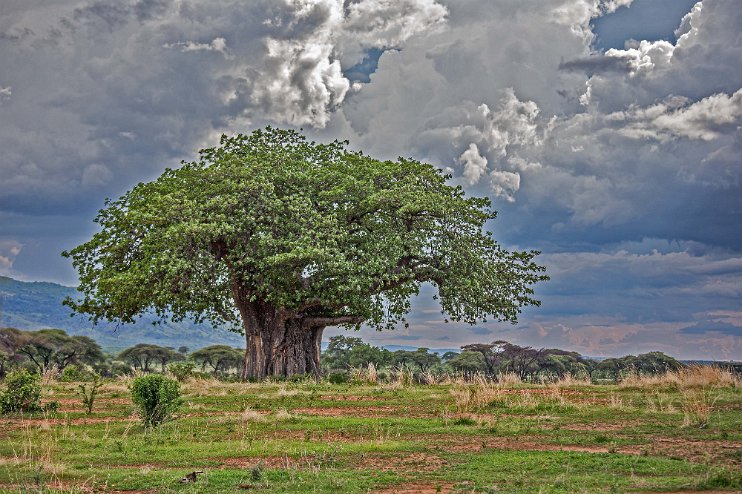 Apbrödsträd i Ruaha nationalpark Baobab eller apbrödsträdet (Adansonia digitata) är en av de åtta arterna inom växtsläktet baobabträd, inom familjen malvaväxter. Det är ett karaktärsträd på den...