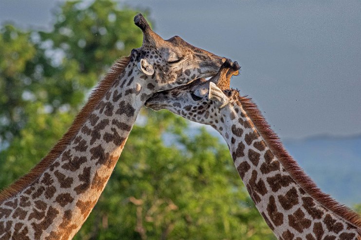 Giraffkärlek MIkumi nationalpark, Tanzania Vänslande giraffer i MIkumi nationalpark.