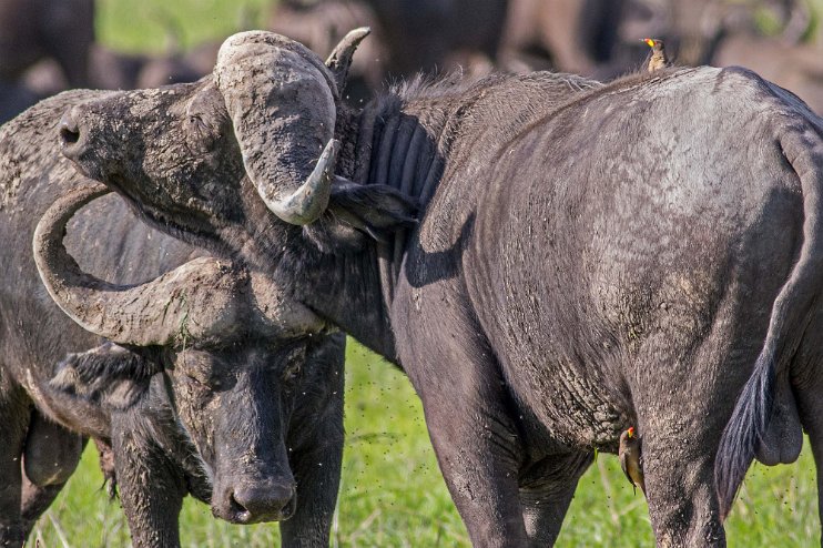 Kafferbuffel och rödnäbbad oxhackare i Mikumi np, Tanzania Afrikansk buffel eller kafferbuffel (Syncerus caffer) och rödnäbbad oxhackare (Buphagus erythrorhynchus). Oxhackare är sociala djur som livnär sig av insekter...