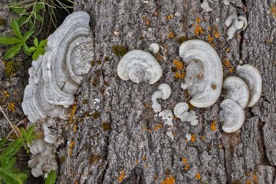 Alsta trädgårdar Fnöskticka, Fomes fomentarius, är en svamp i den polyfyletiska gruppen tickor, i familjen Polyporaceae, som är parasit på försvagade lövträd, framförallt björk...