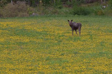 Älg på Aspö