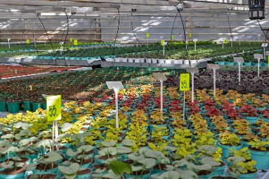 Ekenäs trädgård Tusentals plantor fördelade på många olika arter i växthuset hos Ekenäs trädgård.