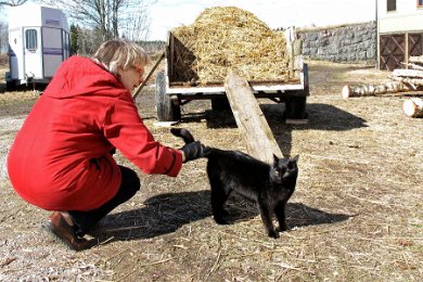 Kattbesök på stallbacken