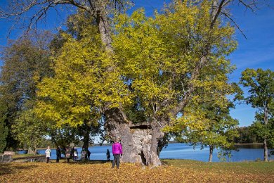 1000-åriga asken Ygdrasil 151009