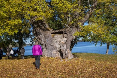 Vårdträdet Ygdrasil 151009