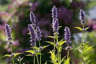 Anisisop (Agastache foeniculum) Anisisop, Agastache foeniculum, har sina hemtrakter i Nordamerika. Den har nyttjats sedan lång tid tillbaka av indianerna som använde den till bland annat te...