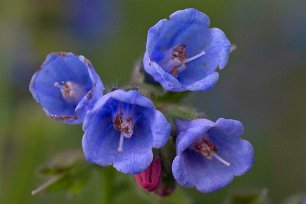 Fodervallört (Symphytum asperum). Fodervallört är sällsynt och förekommer på kulturpåverkad mark i vägkanter och vid gårdar och samhällen. Den är sydlig och är känd från Skåne till Uppland