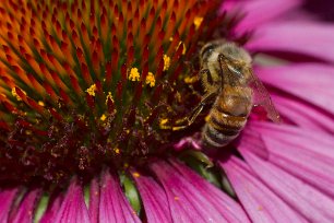 Honungsbi på Röd rubeckia