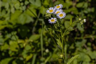 Alpin tusensköna Tusensköna (Erigeron alpinus) (även kallad alpin flugdödare) i Theth. är en europeisk art av fleråriga växter i tusenskönsfamiljen. Utbredd över hela Europa...