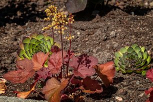 Alunrot Alunrot (Heuchera hybrid) i rabatten ovanför parkeringen.