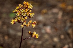 Alunrot Alunrot (Heuchera hybrid) i rabatten ovanför parkeringen.