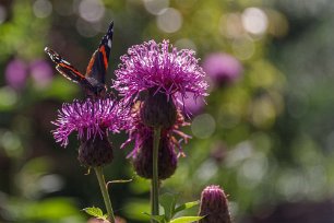 Rödklint Amiral på rödklint i Klippträdgården i Botaniska trädgården.