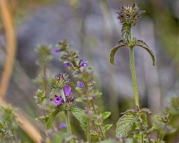 Bergmynta & Harmynta Bergmynta (Clinopodium vulgare). I bakgrunden Harmynta (Satureja acinos).