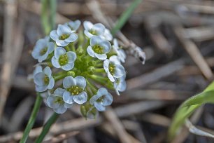 Pinjkeskogen utanför Bolonia Blomma i pinjkeskogen utanför Bolonia.