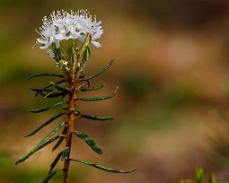 Blommande skvattran Skvattram (Rhododendron tomentosum) vid sjön Kvicken. Denna rhododendronart tillhör familjen ljungväxter.