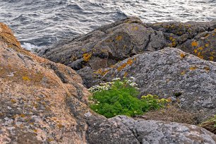 Kustbaldersbrå och rosenrot Kustbaldersbrå och rosenrot i klippskreva nedanför fyrplatsen på Stora Karlsö.