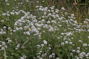 Blomprakt i grusås Dorycnium pentaphyllum är en ärtväxtart. Påträffad under vägen mot Korçë.