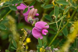 Blomprakt i grusås Luktärt (Lathyrus odoratus) i närheten av Qafa e Qarrit under vägen mot Korçë.