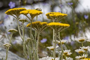 Blomprakt i grusås Röllika (Achillea holosericea) efter vägen mot Korçë.